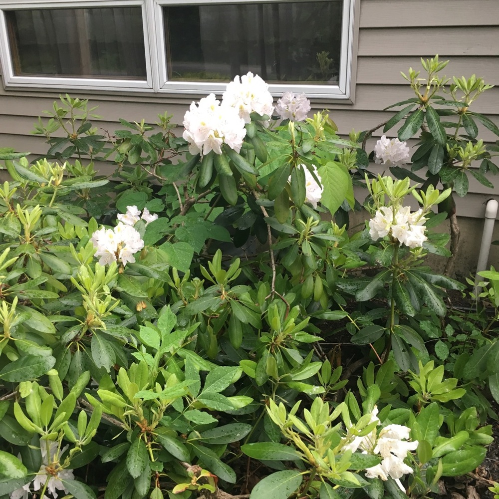 Meet your Posher, Seanne